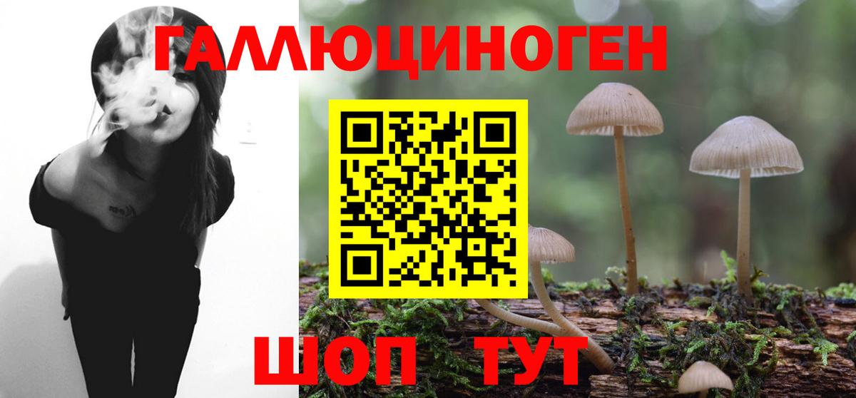 Галлюциногенные грибы Psilocybine cubensis Черногорск